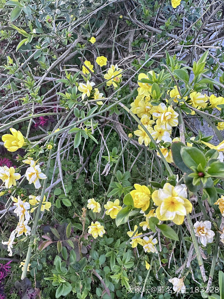 早！花花们_植物闲聊