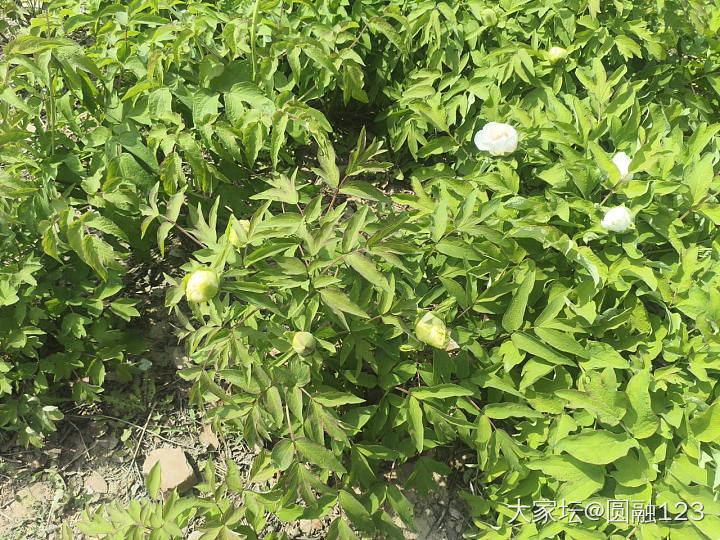 今天拍的_花植物