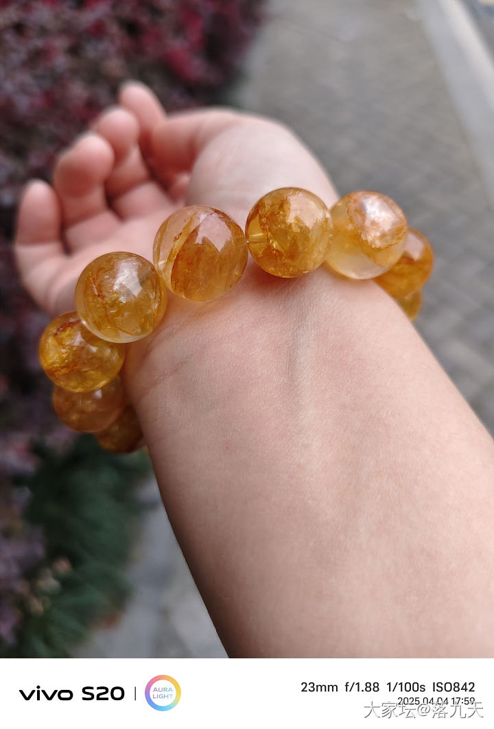 黄胶花（水晶）大猪来了_水晶