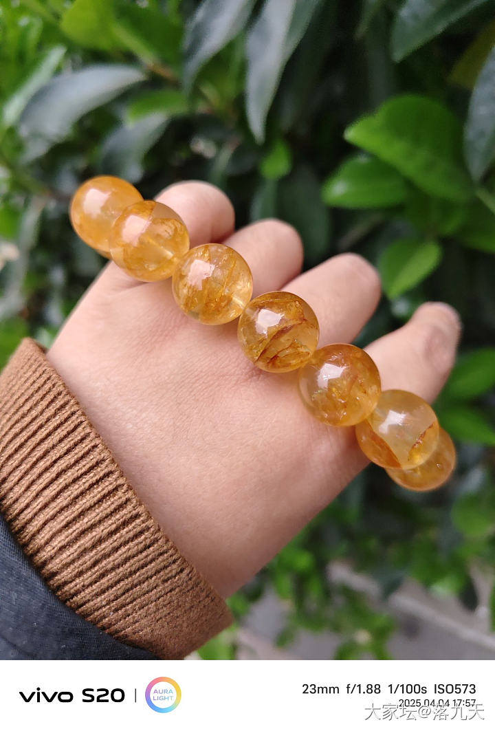 黄胶花（水晶）大猪来了_水晶