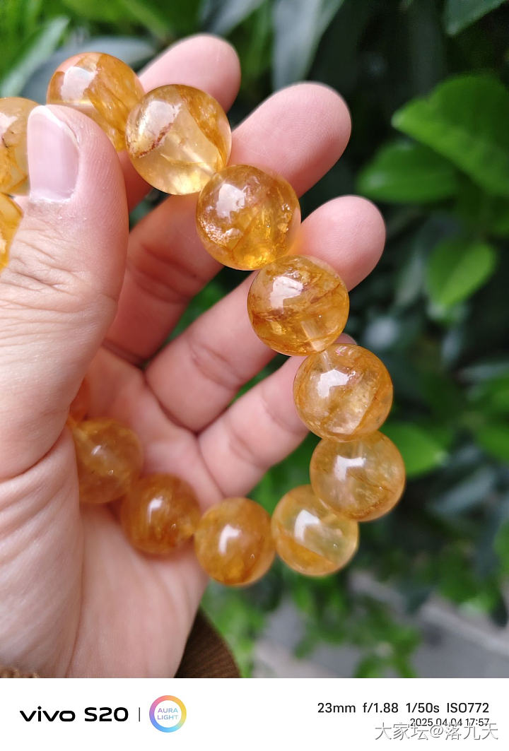 黄胶花（水晶）大猪来了_水晶