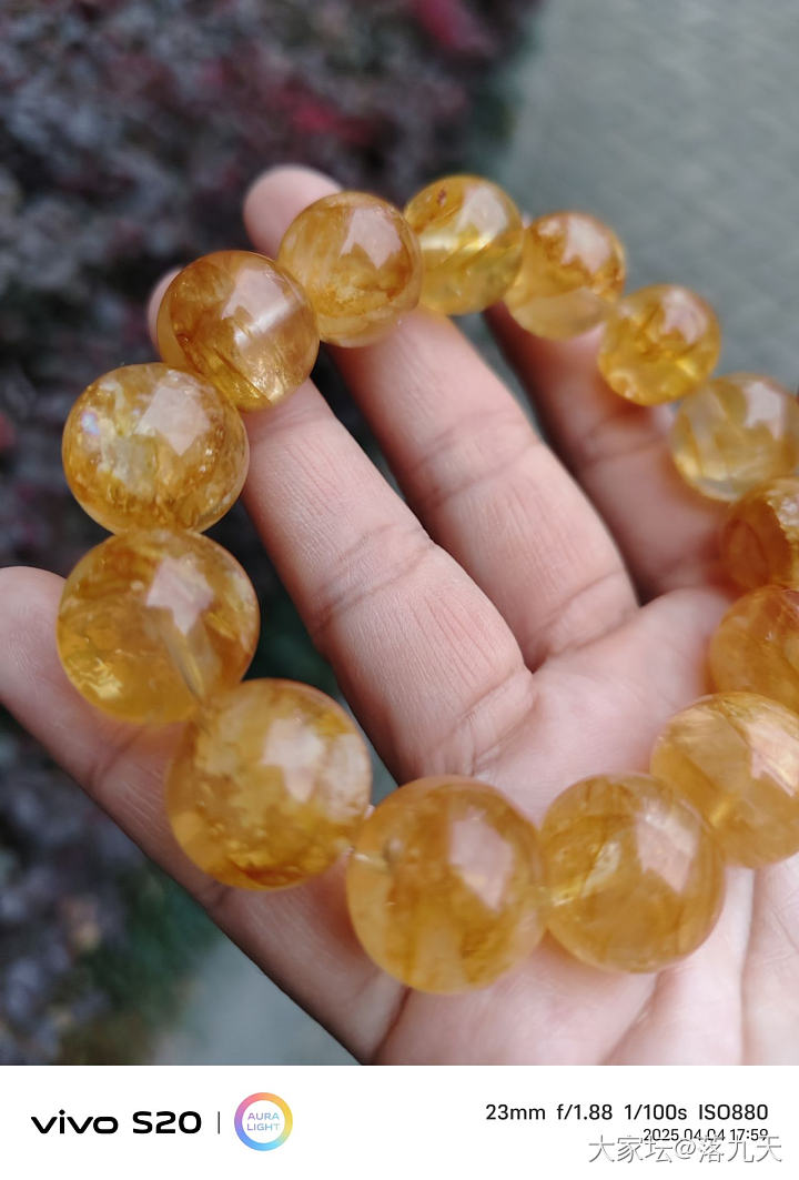 黄胶花（水晶）大猪来了_水晶