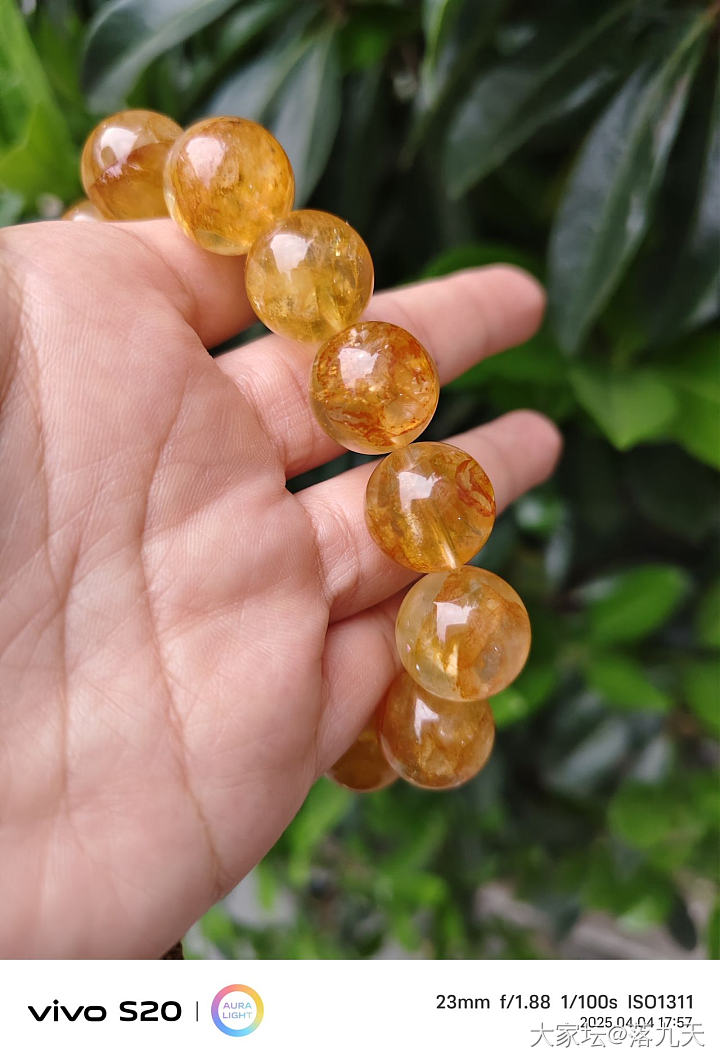 黄胶花（水晶）大猪来了_水晶