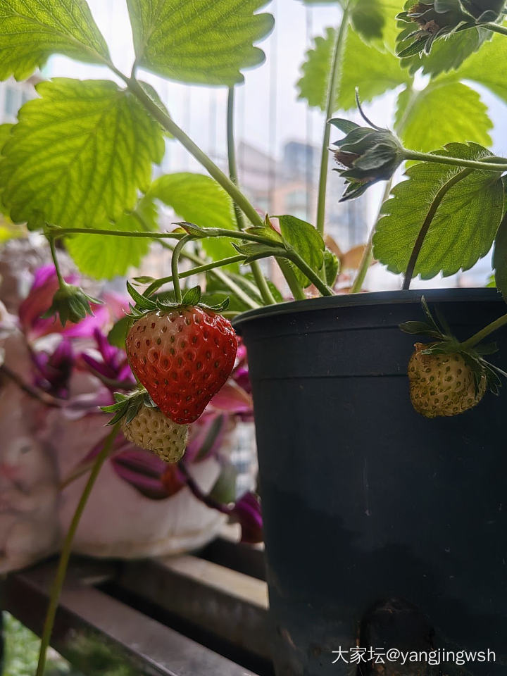 可恶！_植物生活