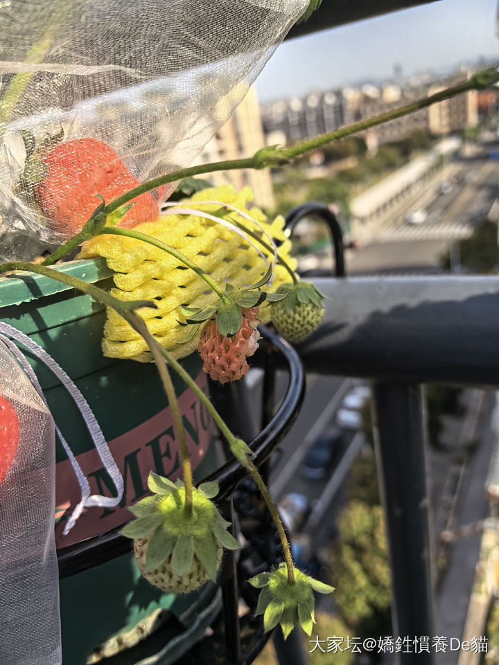可恶！_植物生活