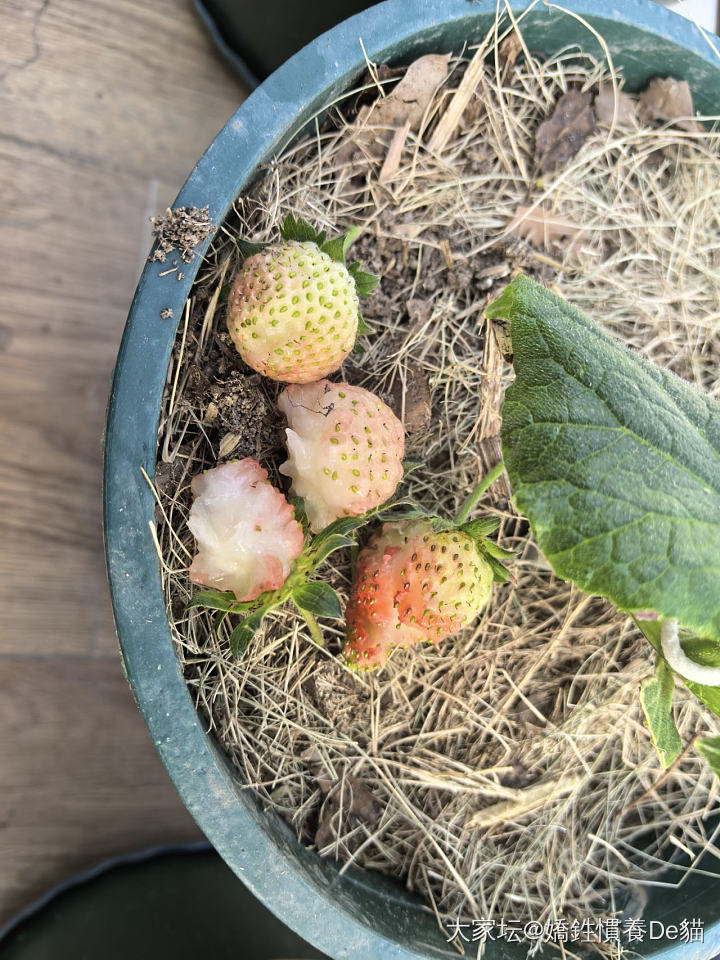 可恶！_植物生活
