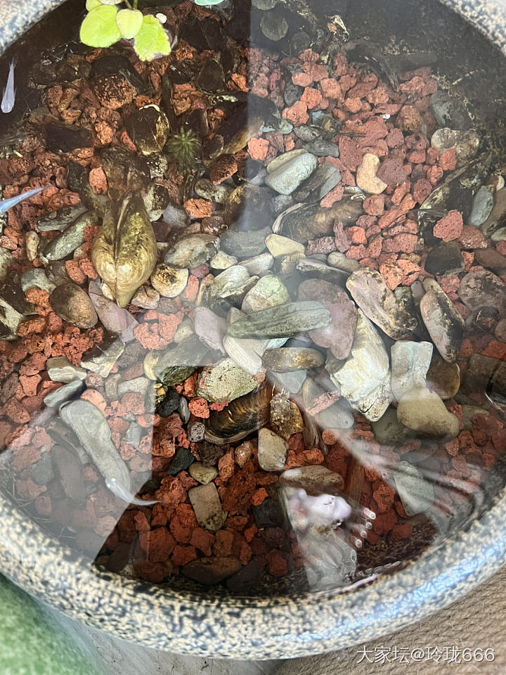 喜添小鱼_水族类