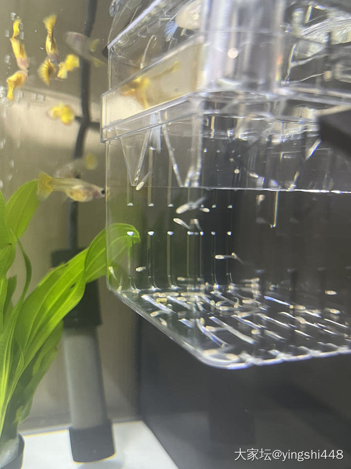 喜添小鱼_水族类