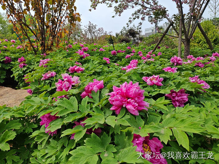 武汉东湖之樱花园，牡丹园_旅游