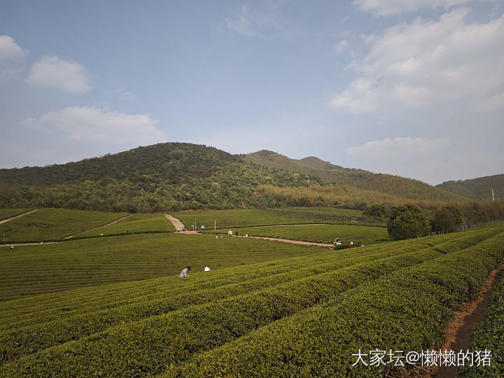 上春山，挖春笋，采春茶🌱_旅游