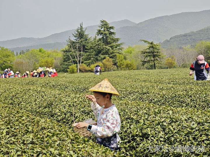 上春山，挖春笋，采春茶🌱_旅游