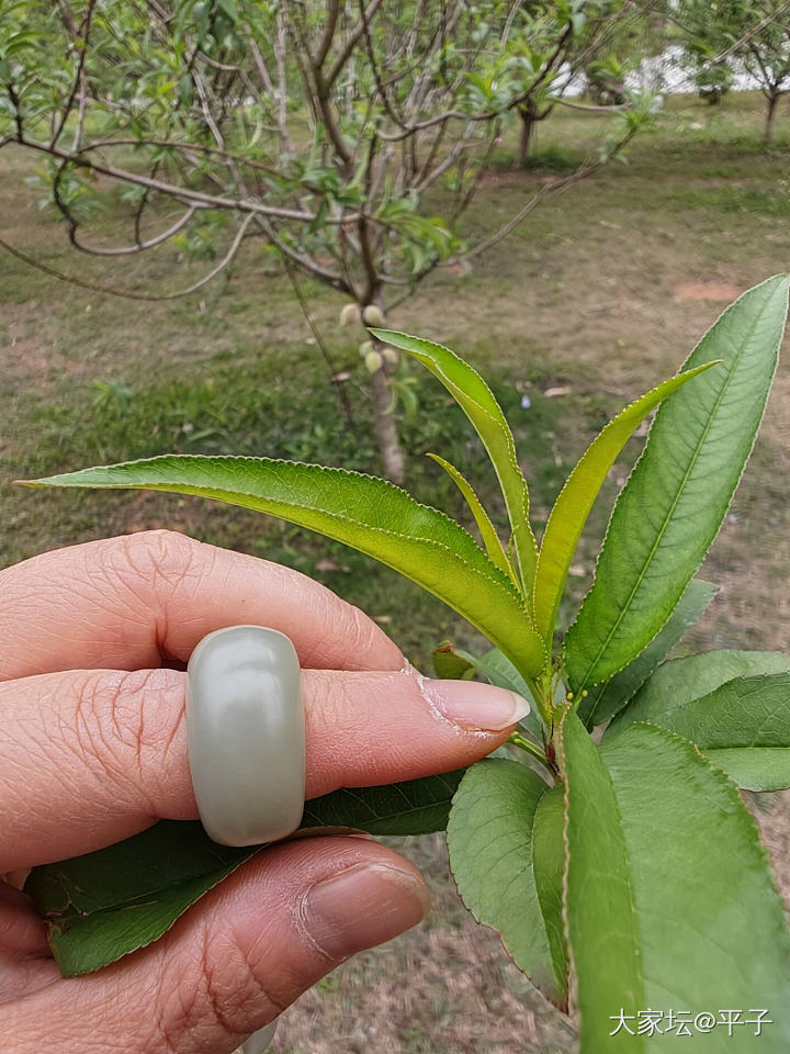 戴上点金银牡丹和其它新欢踏春_银