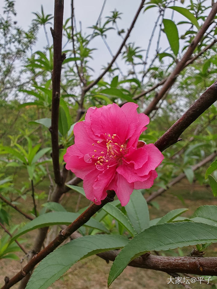 戴上点金银牡丹和其它新欢踏春_银