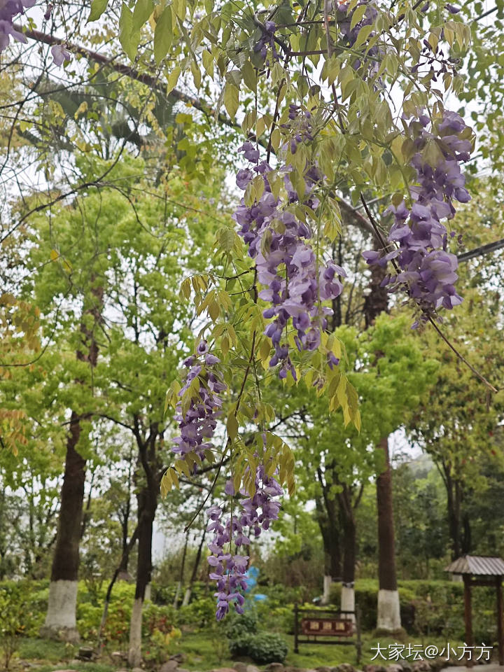 今年的紫藤就这样了_植物
