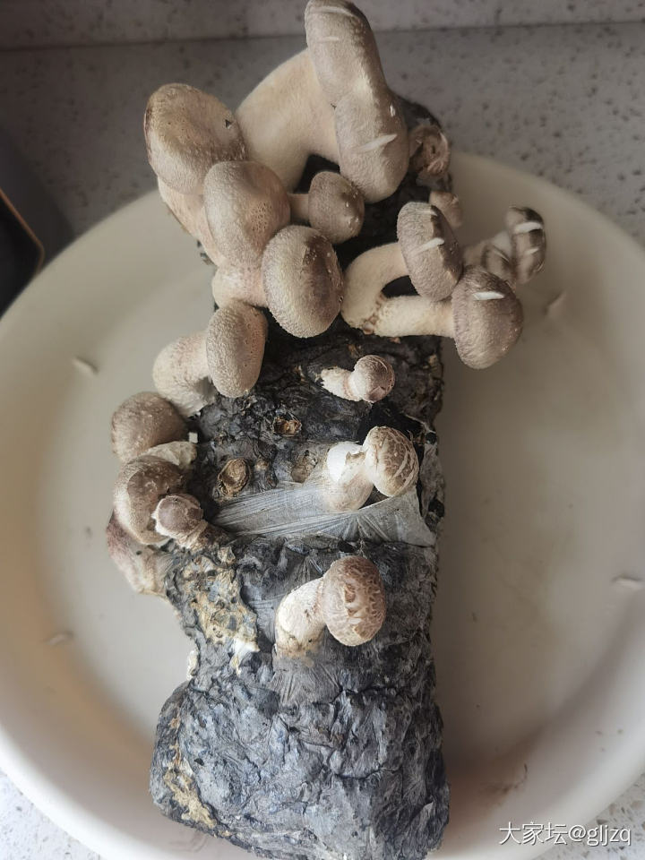 香菇长这么快吗？_闲聊