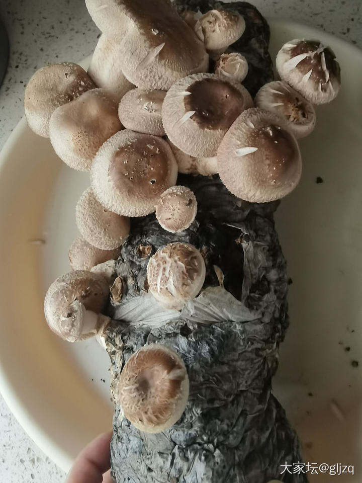 香菇长这么快吗？_闲聊