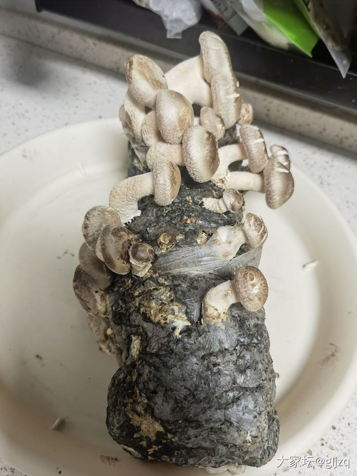 香菇长这么快吗？_闲聊