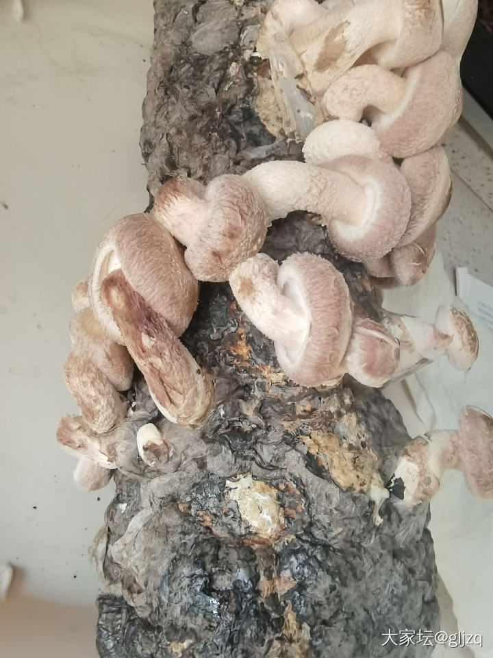 香菇长这么快吗？_闲聊