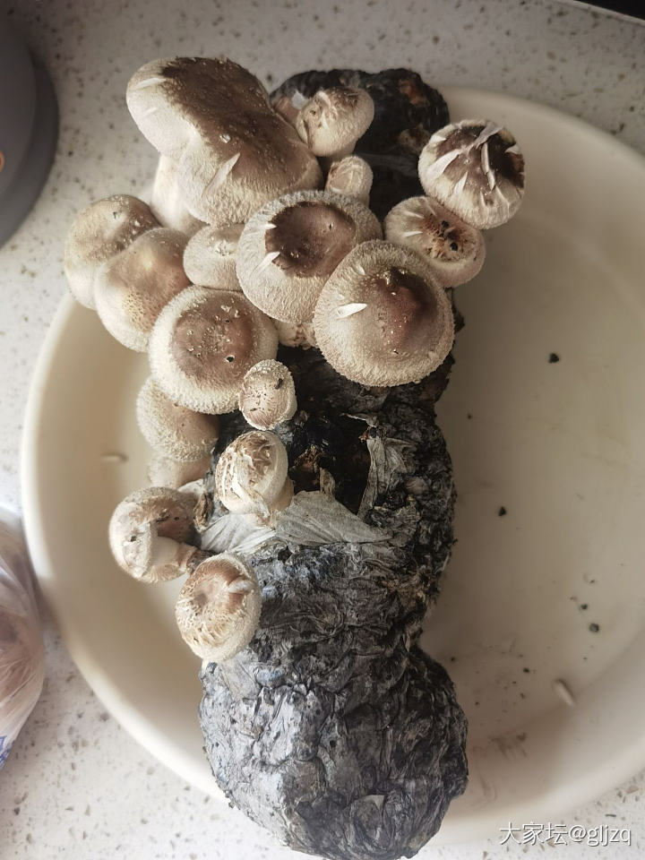 香菇长这么快吗？_闲聊