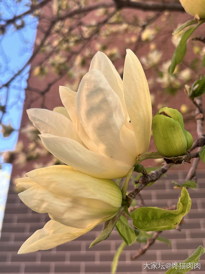 开爆的黄玉兰_花