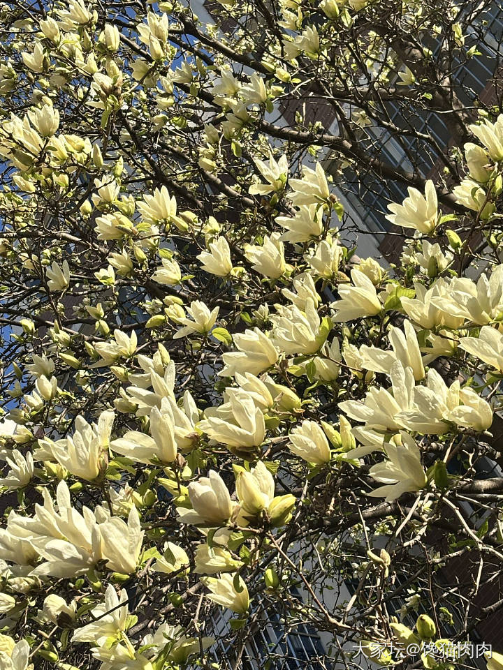 开爆的黄玉兰_花
