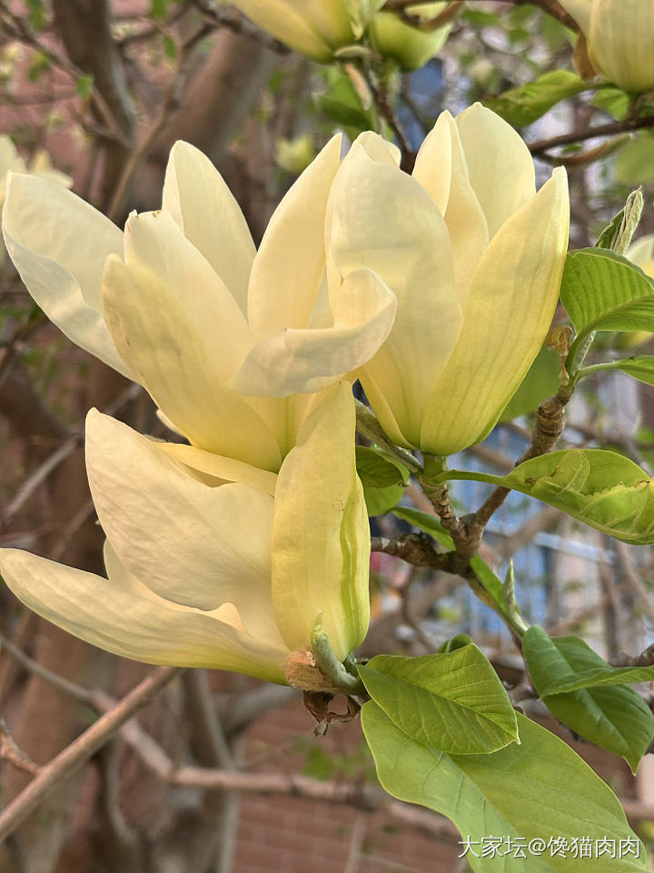 开爆的黄玉兰_花