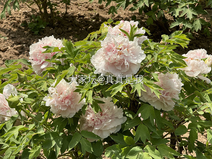 近日牡丹花_花