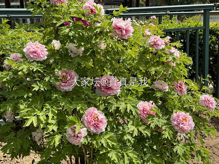 近日牡丹花_花