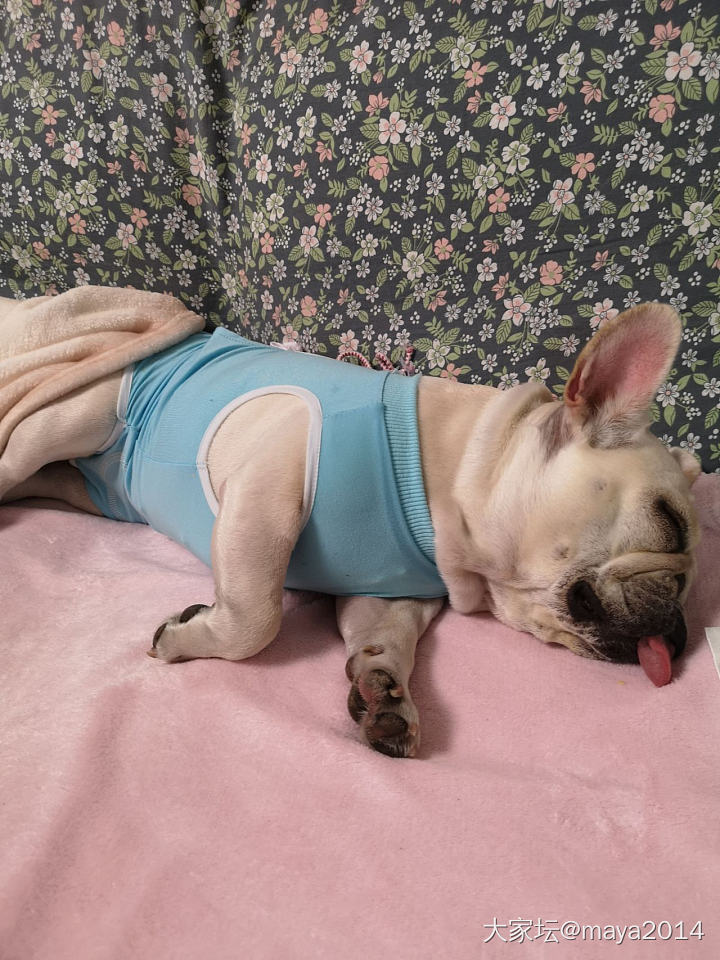 小猪宝绝育后第一天！_宠物