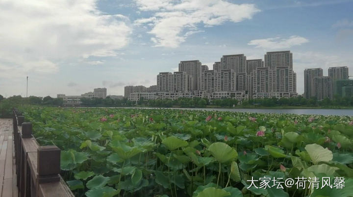 秀秀家门口的风景，期待今年的荷花_景色