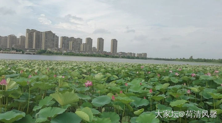 秀秀家门口的风景，期待今年的荷花_景色