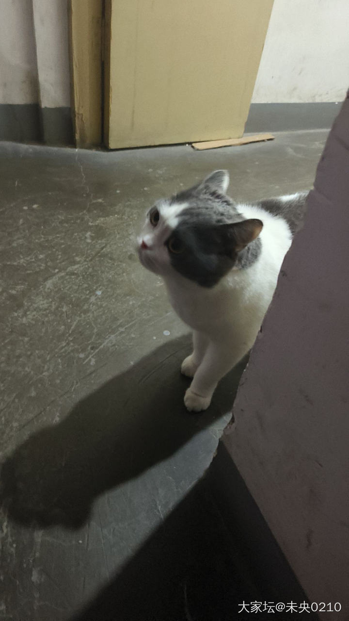 猫猫我啊，有出来玩了～_宠物