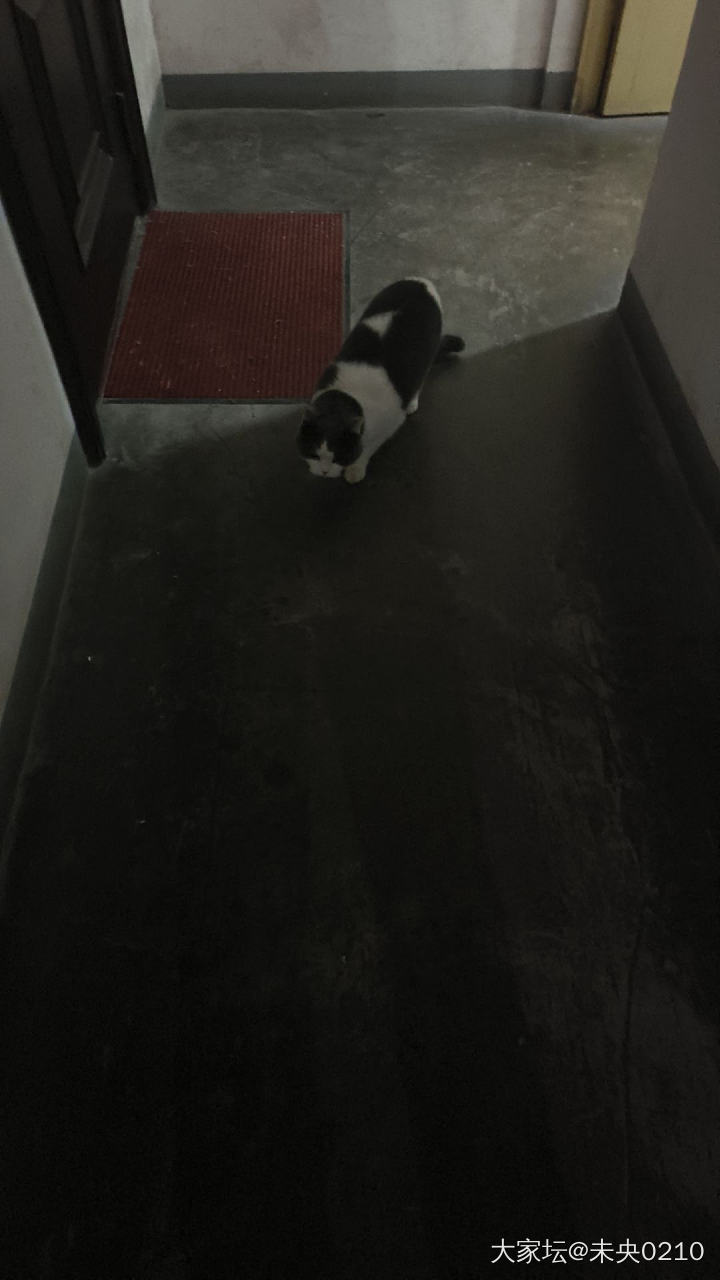 猫猫我啊，有出来玩了～_宠物