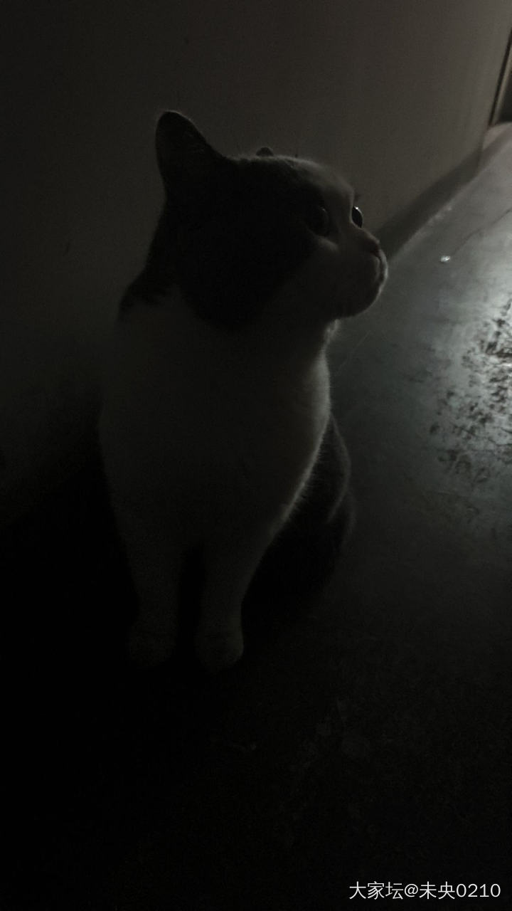猫猫我啊，有出来玩了～_宠物