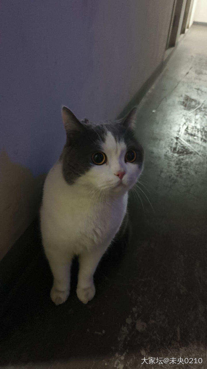 猫猫我啊，有出来玩了～_宠物