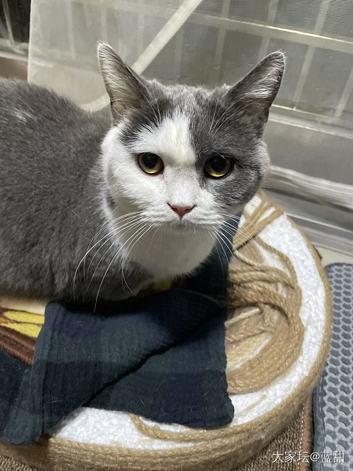 猫猫我啊，有出来玩了～_宠物
