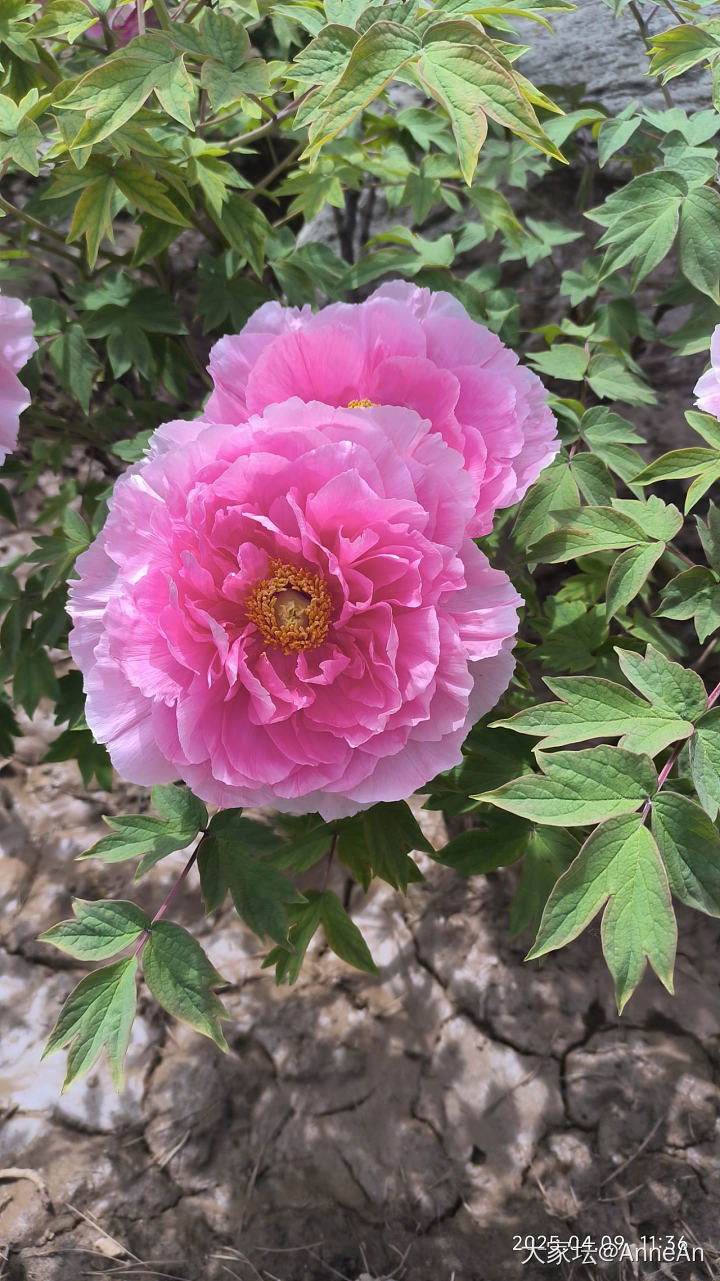 来洛阳看牡丹啦_花