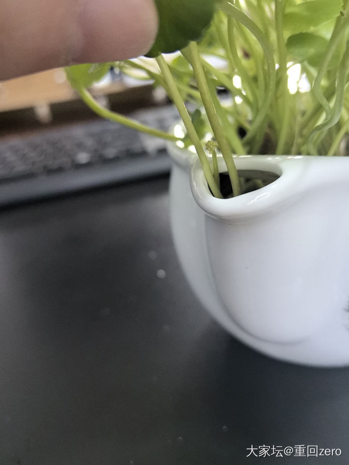 最近的快乐_植物