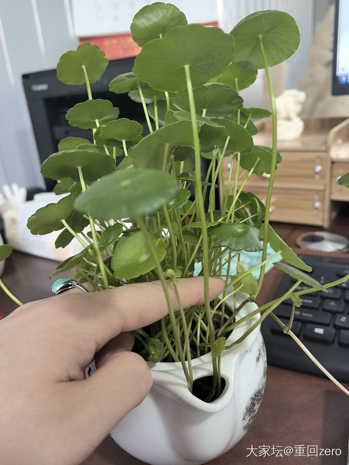 最近的快乐_植物