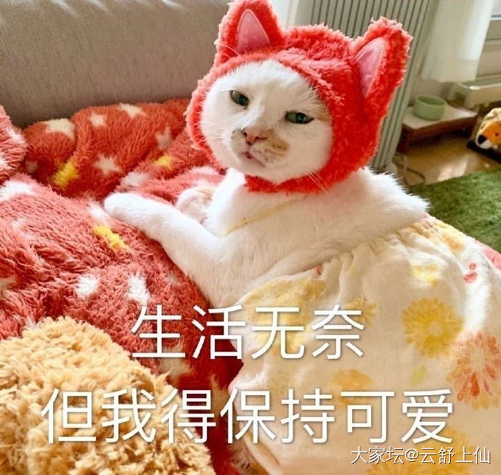 吾皇老金的小金豆轻了一丢丢_网店商家