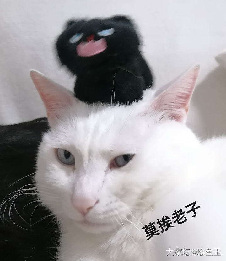 咬猫不成挂住牙_猫宠物