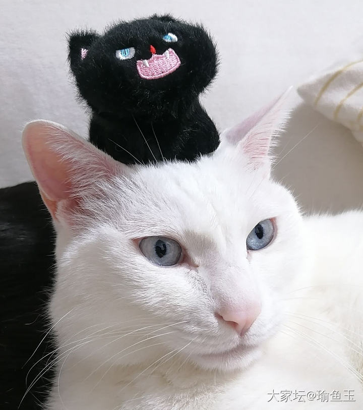 咬猫不成挂住牙_猫宠物