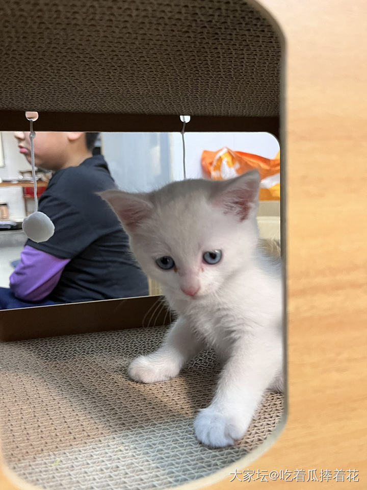 有的猫一看就是“姑娘”🤣_猫