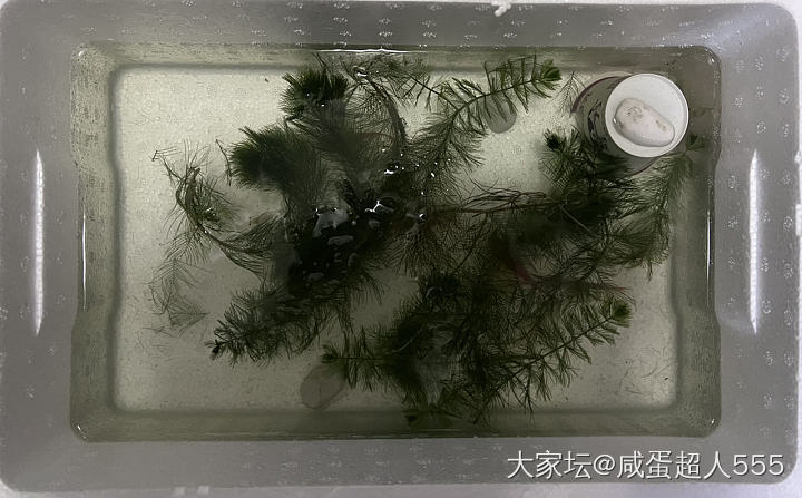 别想烦心事了，大家来考考自己的眼神。_宠物