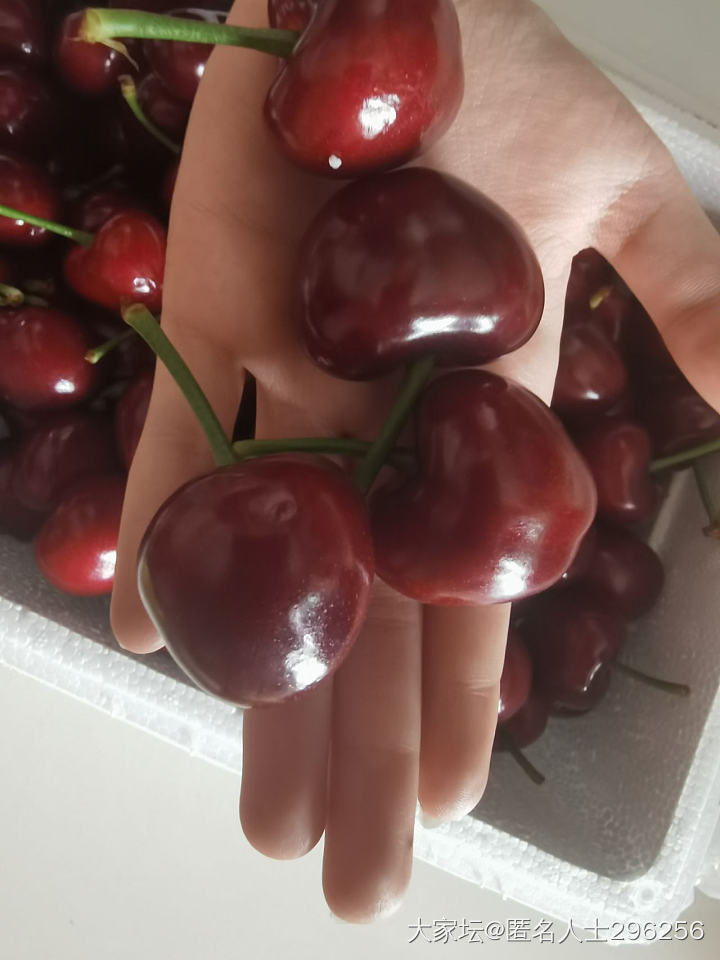 美早大樱桃_闲聊