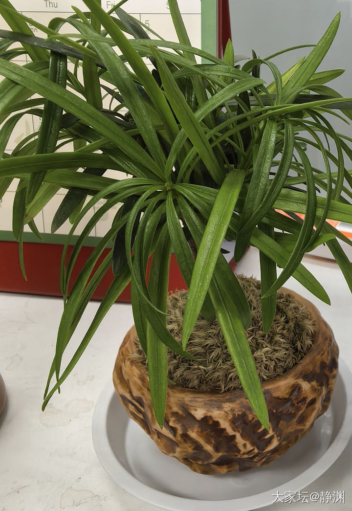 罗汉松蔫了咋办？_植物