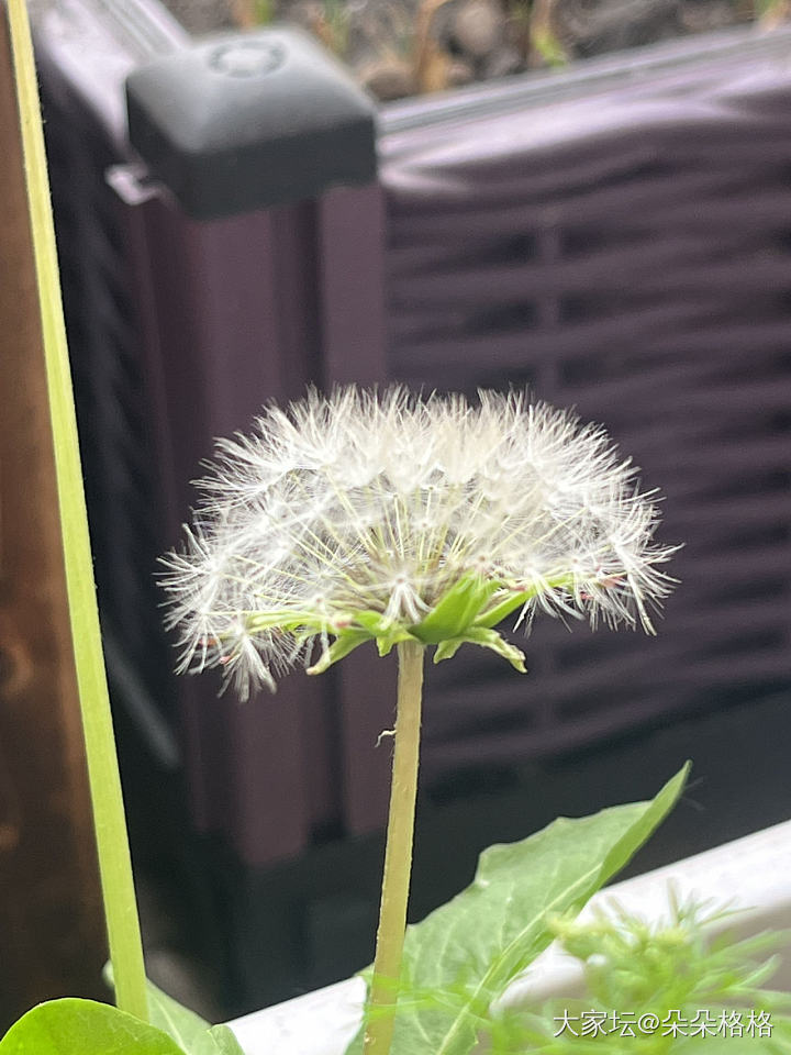 小美_植物