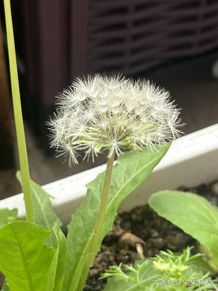 小美_植物