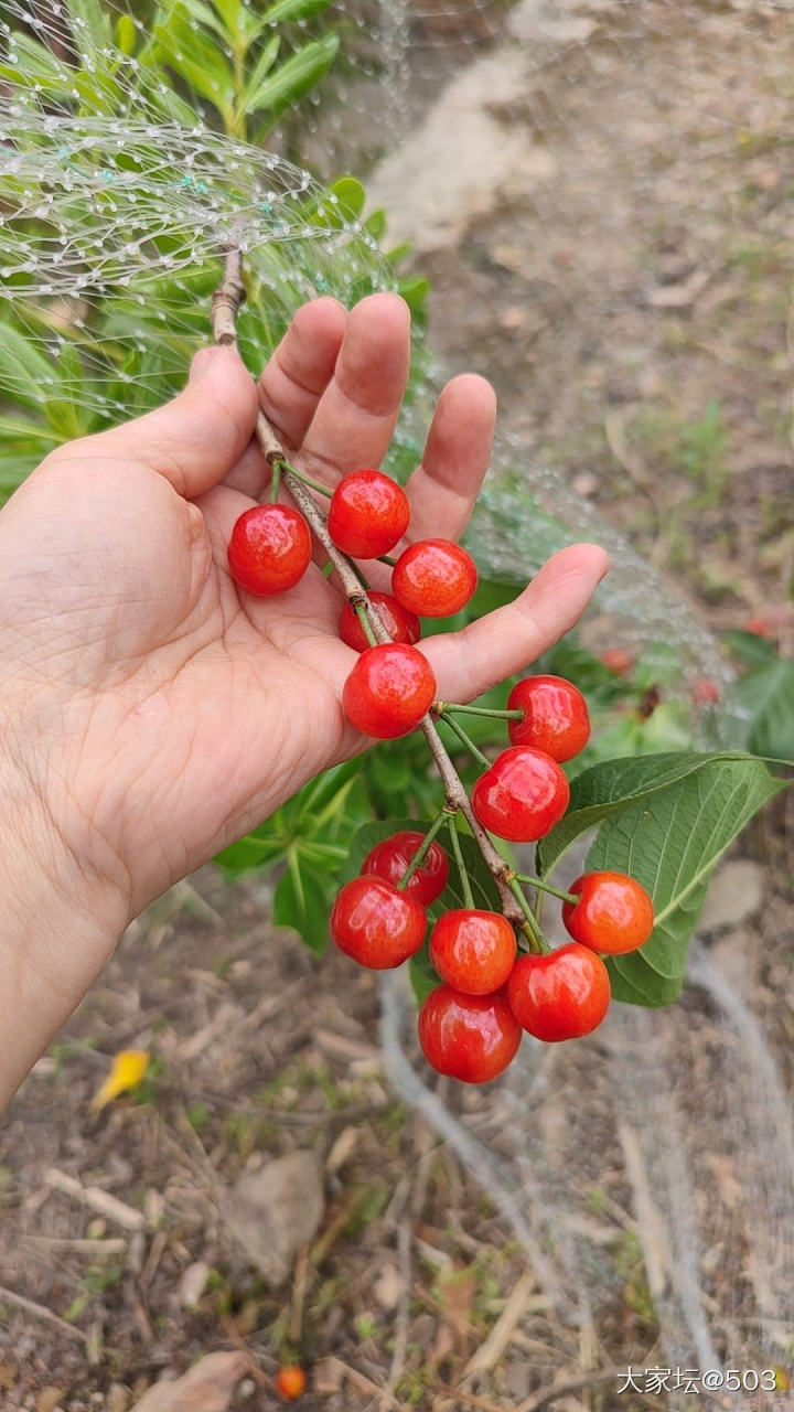 请大家吃樱桃_水果