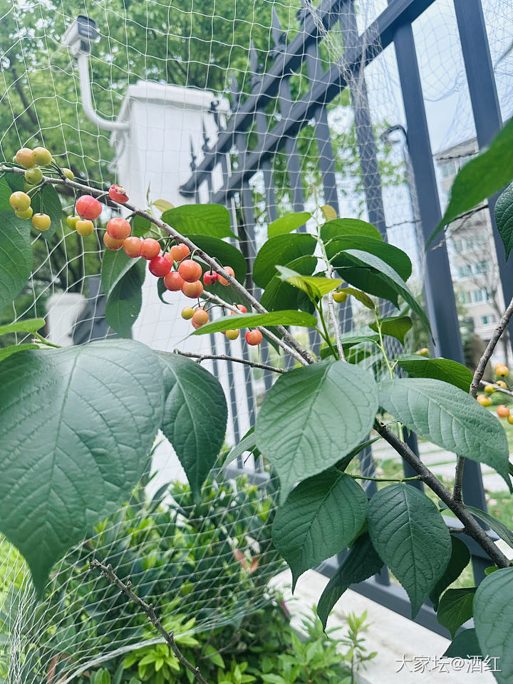 请大家吃樱桃_水果